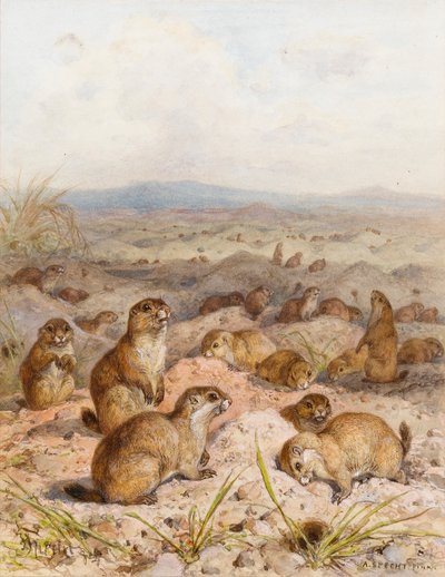 Marmots at their Burrows by August Specht